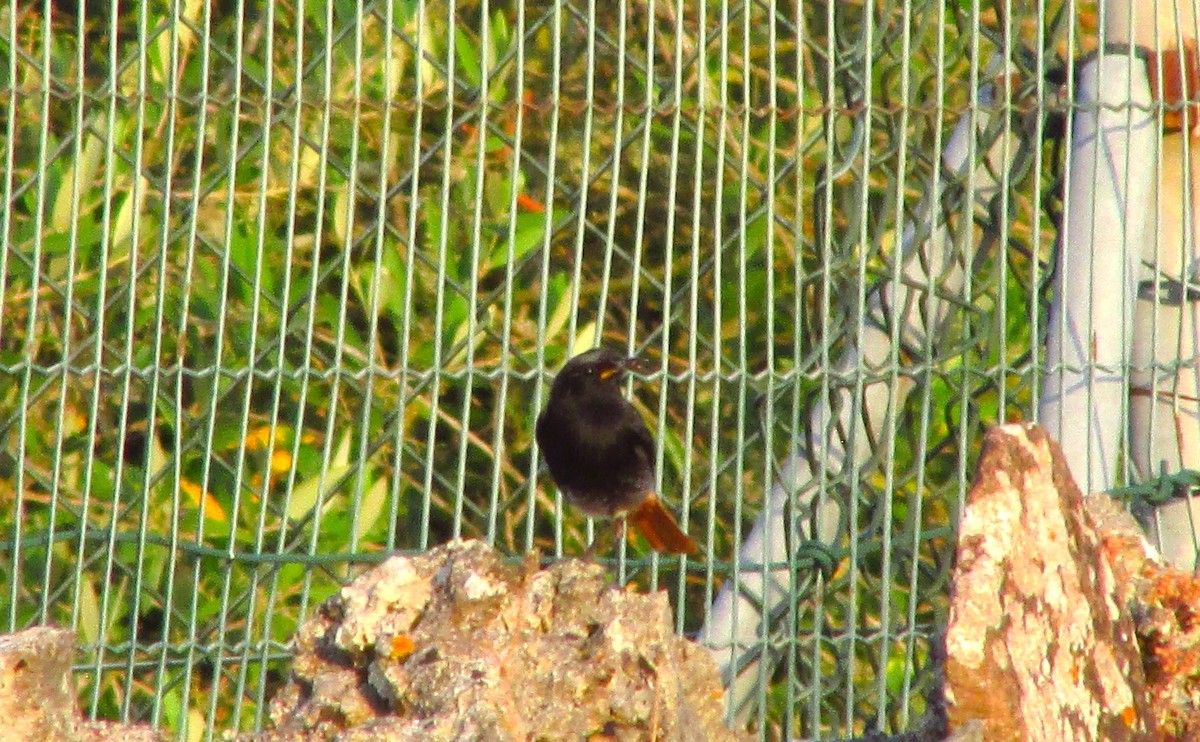 Black Redstart - ML638351993