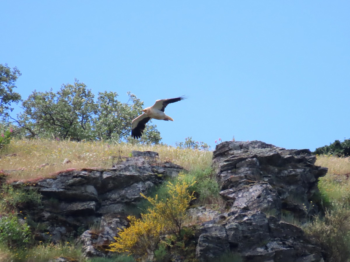 Egyptian Vulture - ML638351996