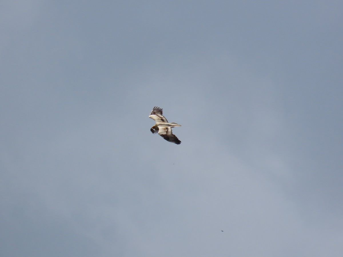 Egyptian Vulture - ML638351997