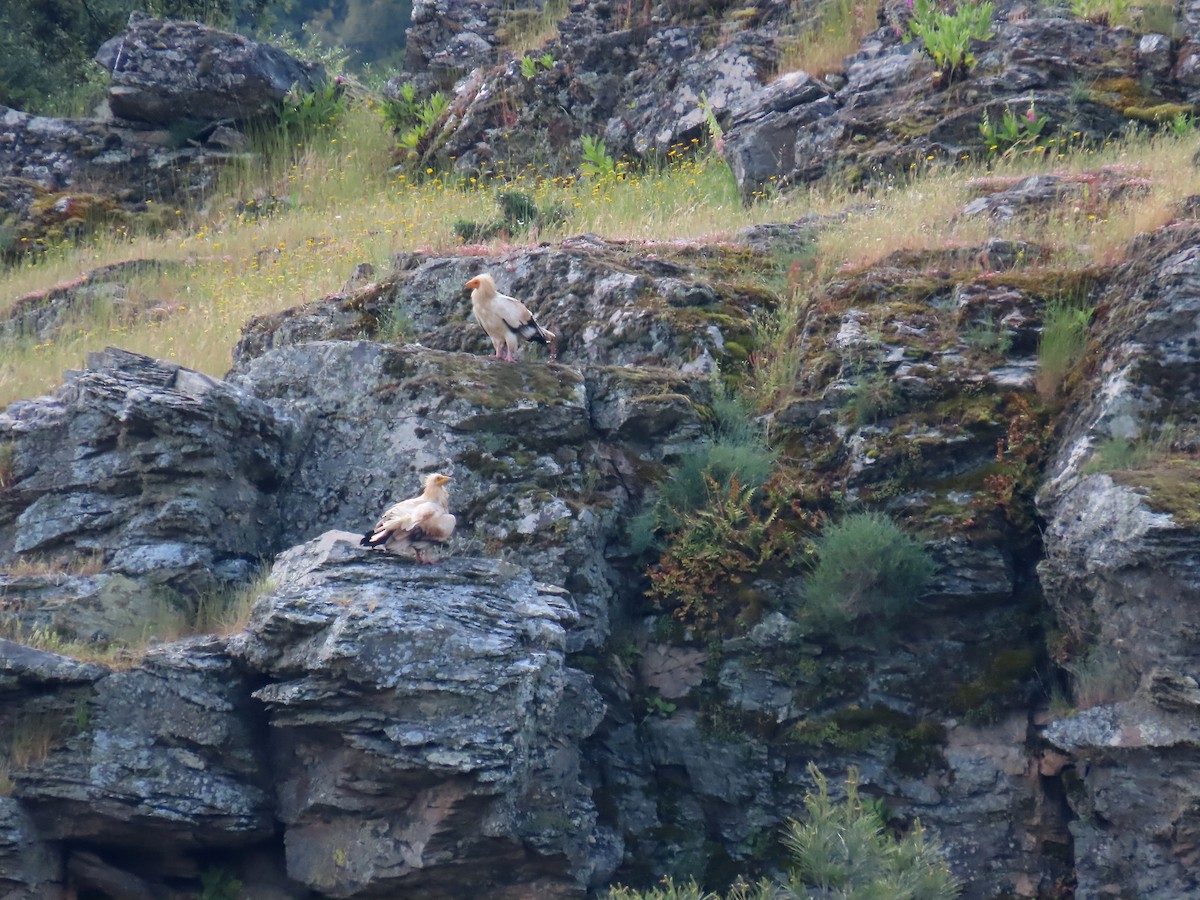 Egyptian Vulture - ML638351998
