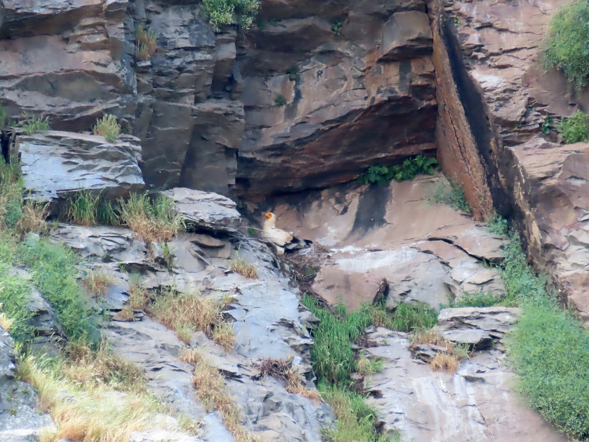 Egyptian Vulture - ML638351999