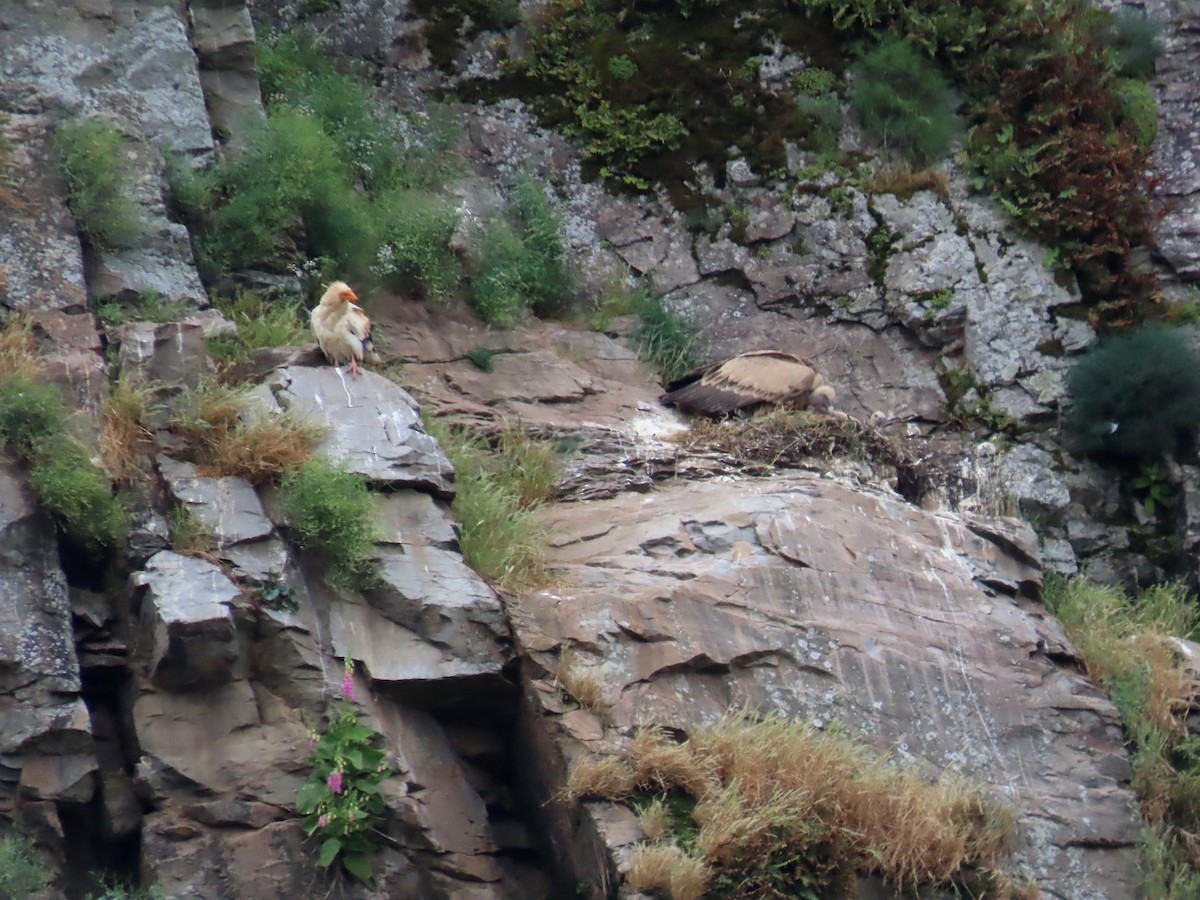 Egyptian Vulture - ML638352000