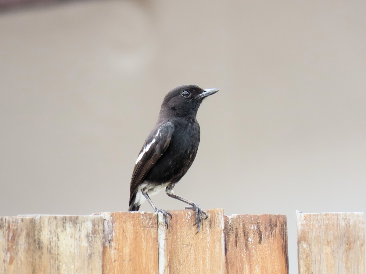 Pied Bushchat - ML638352001