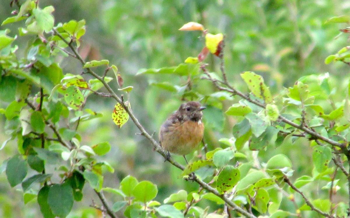 European Stonechat - ML638352002