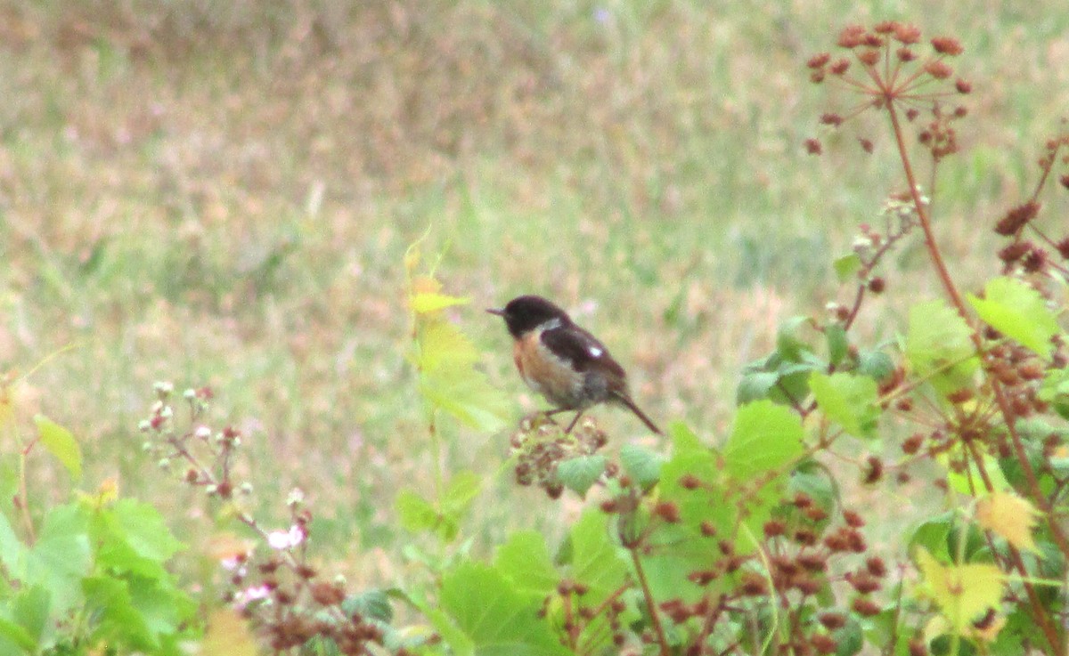 European Stonechat - ML638352003
