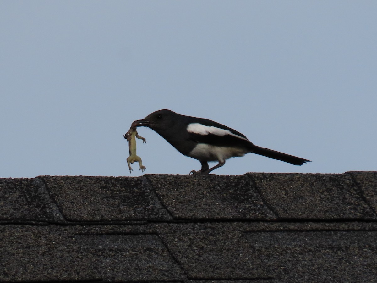 Philippine Magpie-Robin - ML638352004
