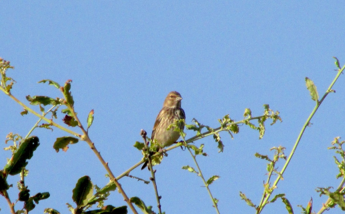 Eurasian Linnet - ML638352007