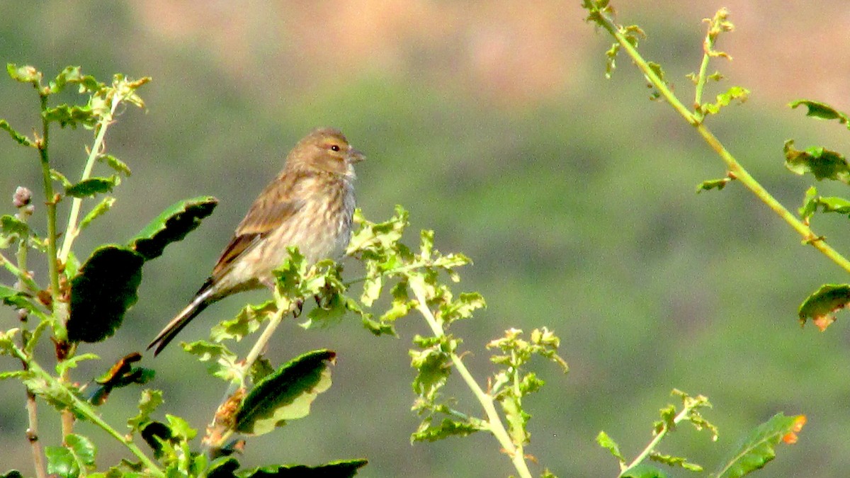Eurasian Linnet - ML638352020