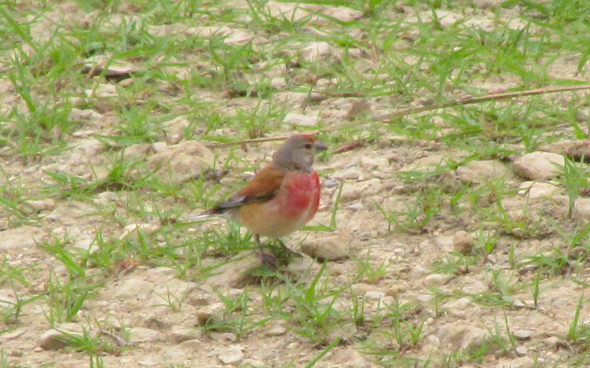 Eurasian Linnet - ML638352021