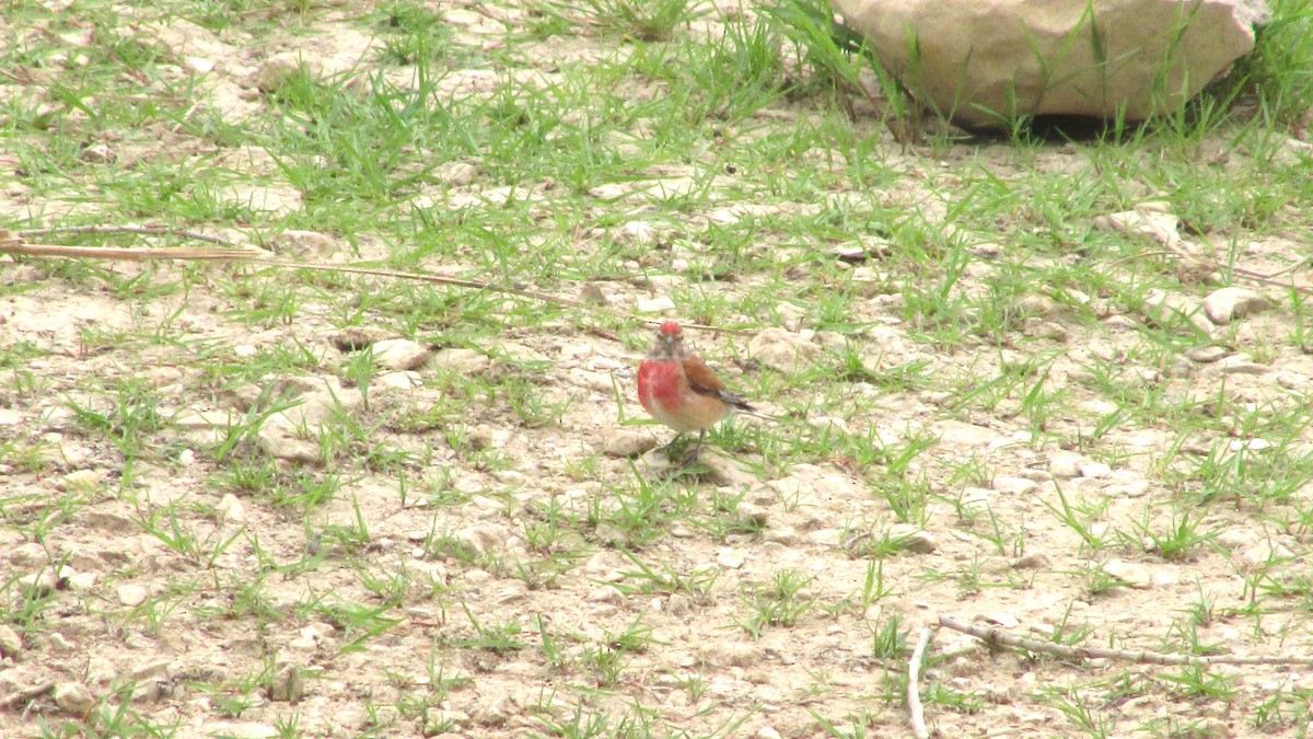 Eurasian Linnet - ML638352022