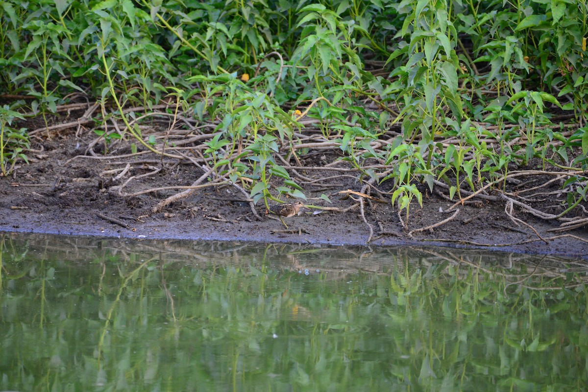 riksesnipe - ML638352023