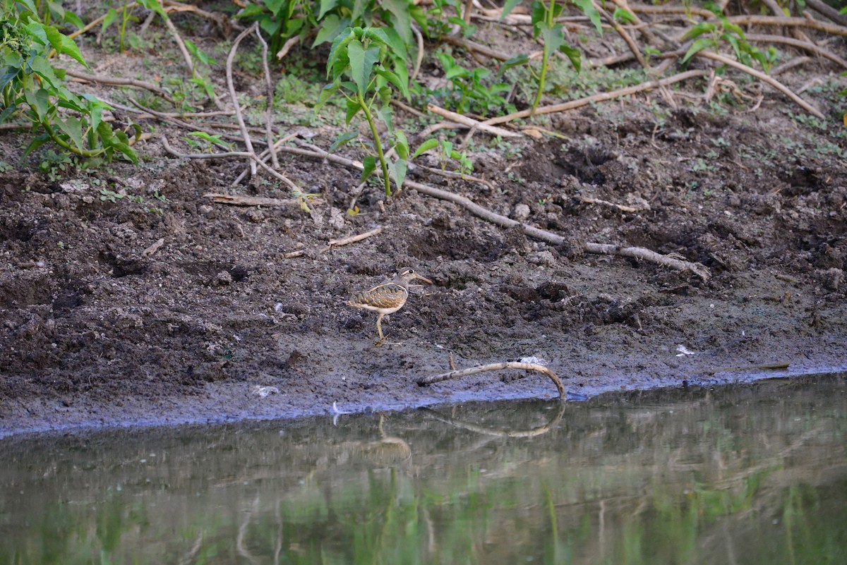 riksesnipe - ML638352024