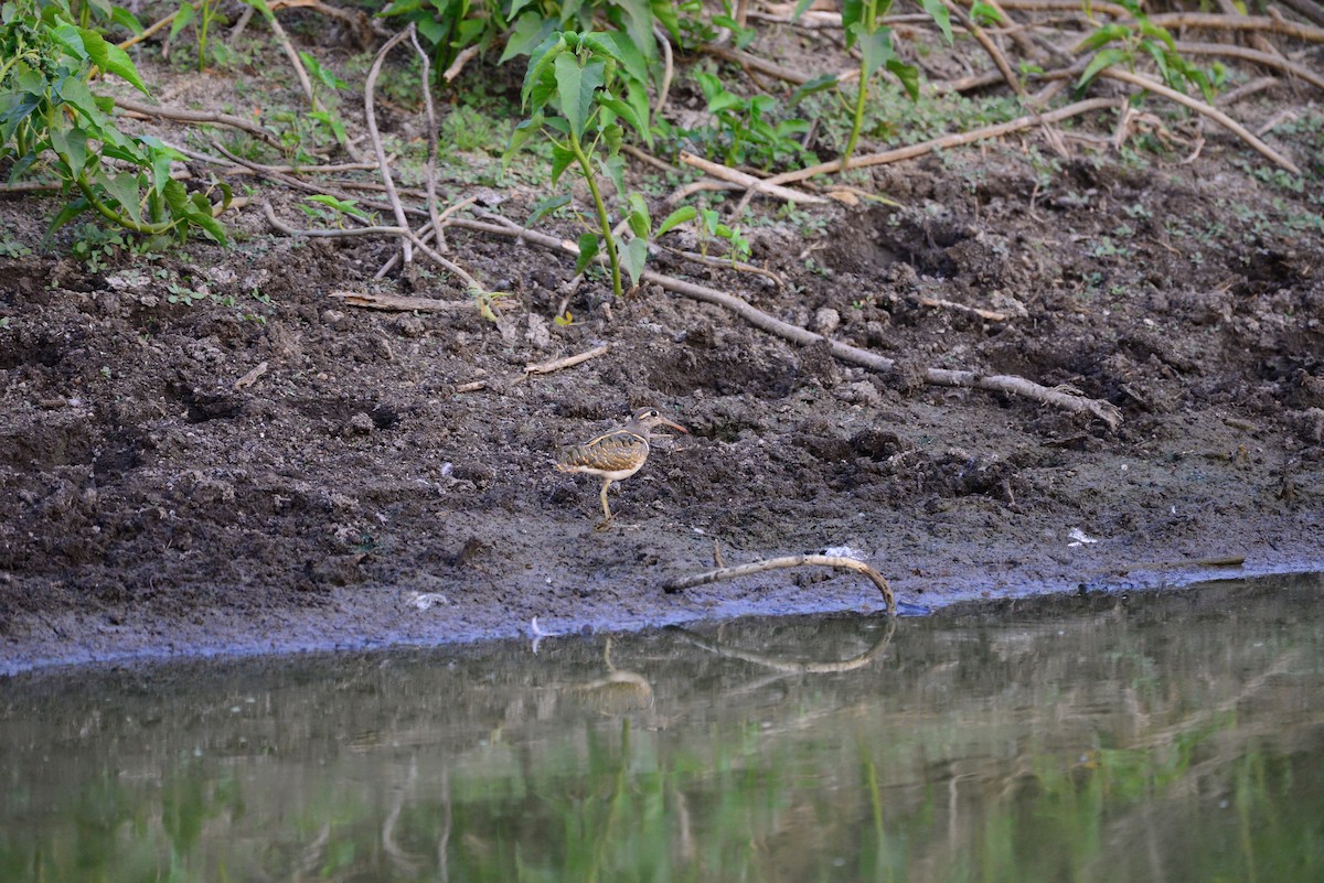 riksesnipe - ML638352028