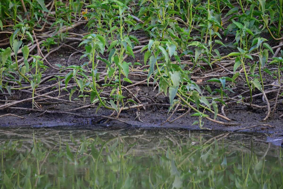 riksesnipe - ML638352029