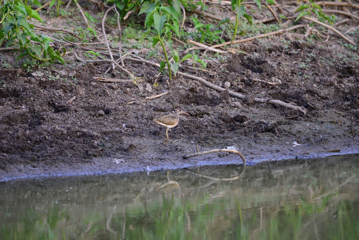 riksesnipe - ML638352030