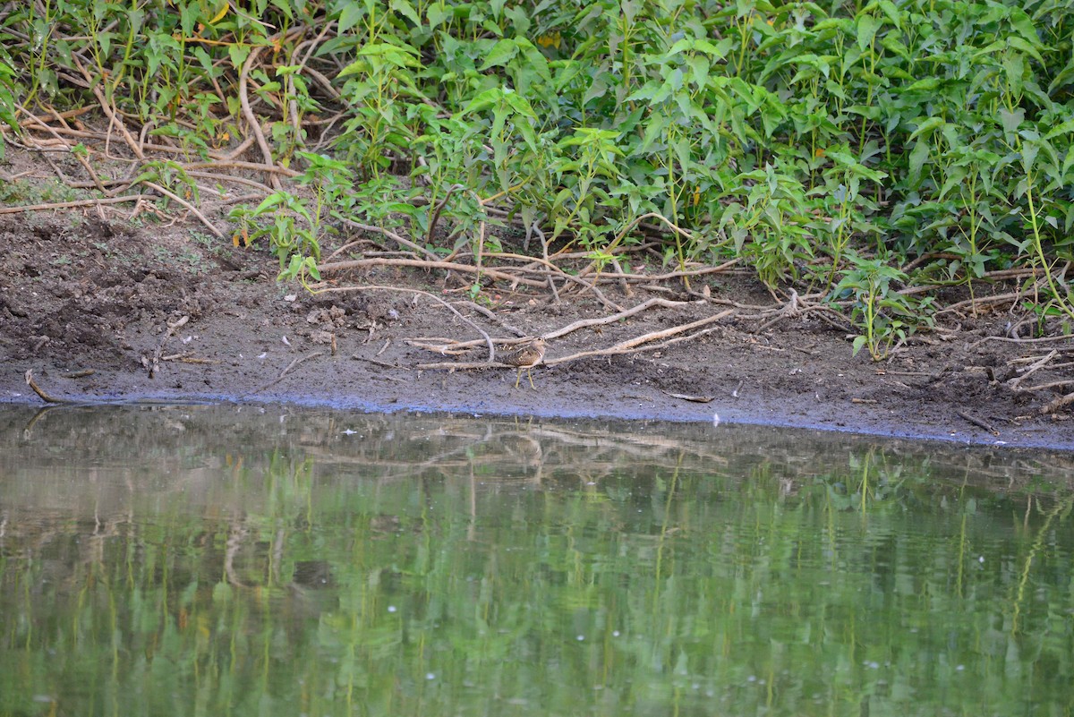 riksesnipe - ML638352033