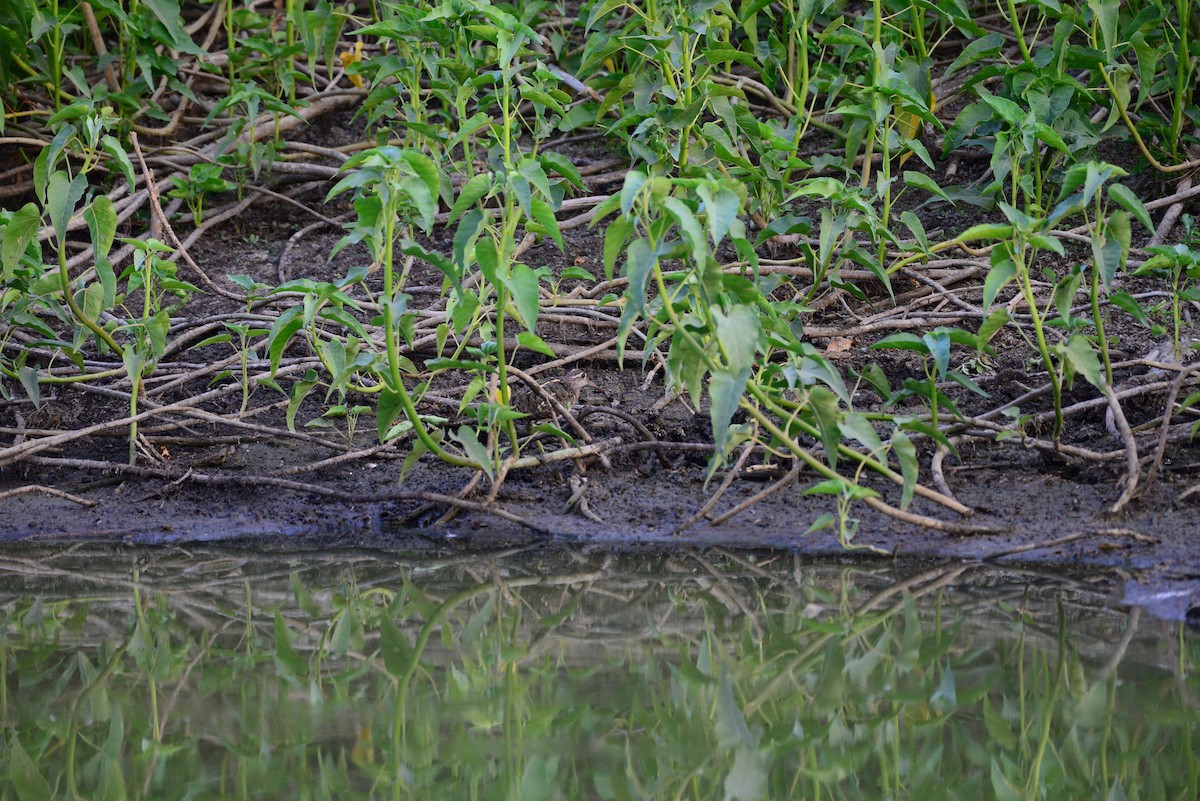 riksesnipe - ML638352034