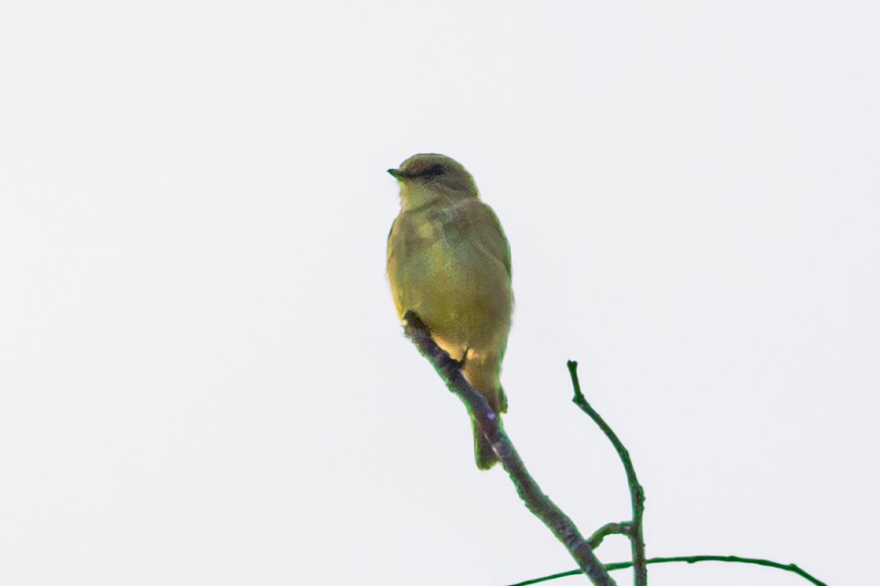Lemon-bellied Flyrobin - ML638352043