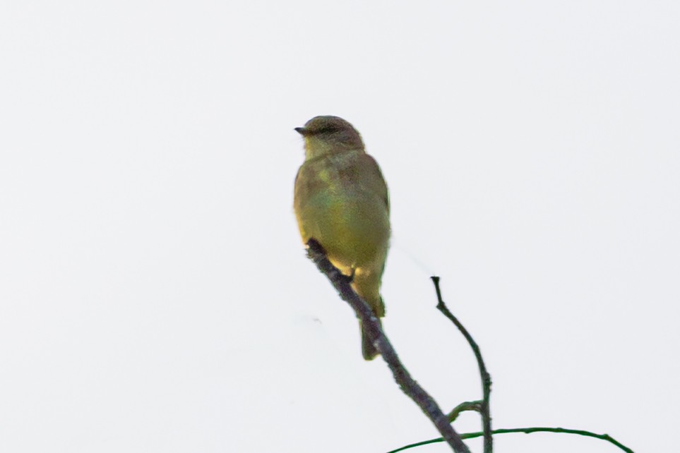 Lemon-bellied Flyrobin - ML638352044