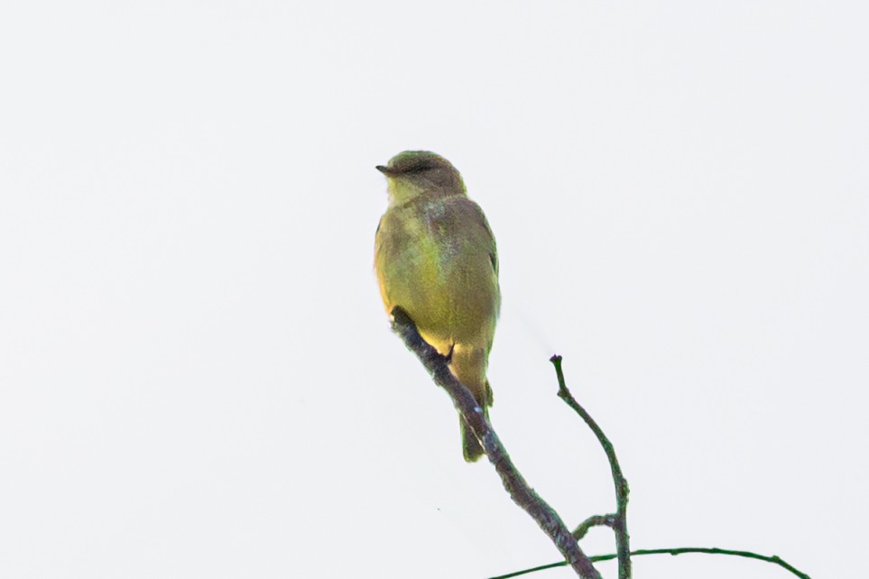 Lemon-bellied Flyrobin - ML638352045