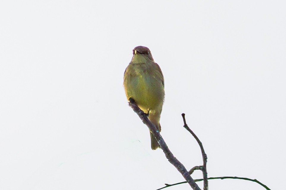 Lemon-bellied Flyrobin - ML638352046