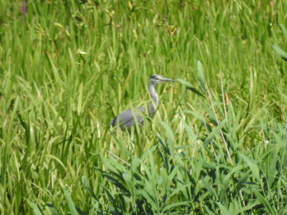 Gray Heron - ML638352048