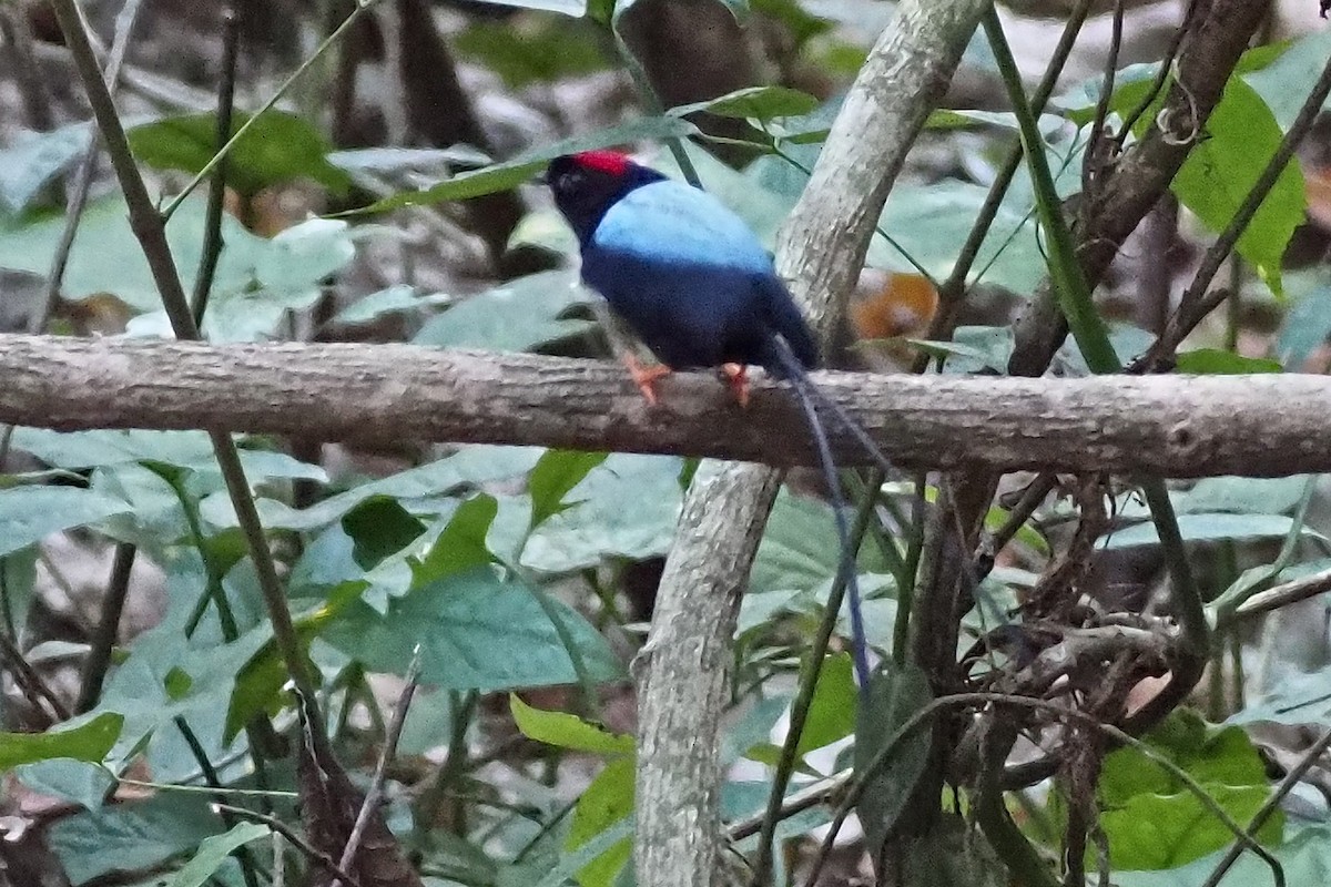 Long-tailed Manakin - ML638352050