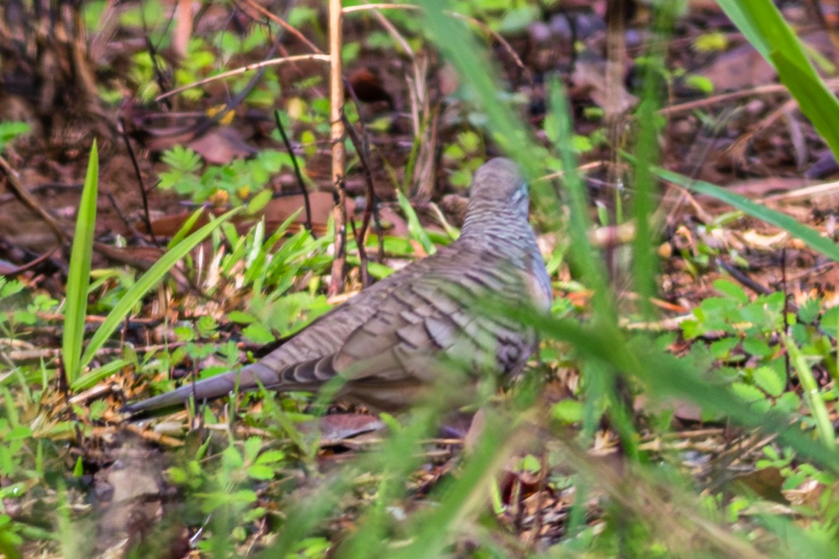 Peaceful Dove - ML638352081