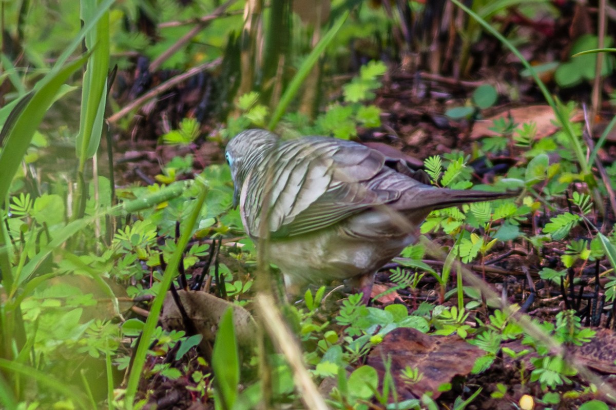 Peaceful Dove - ML638352083