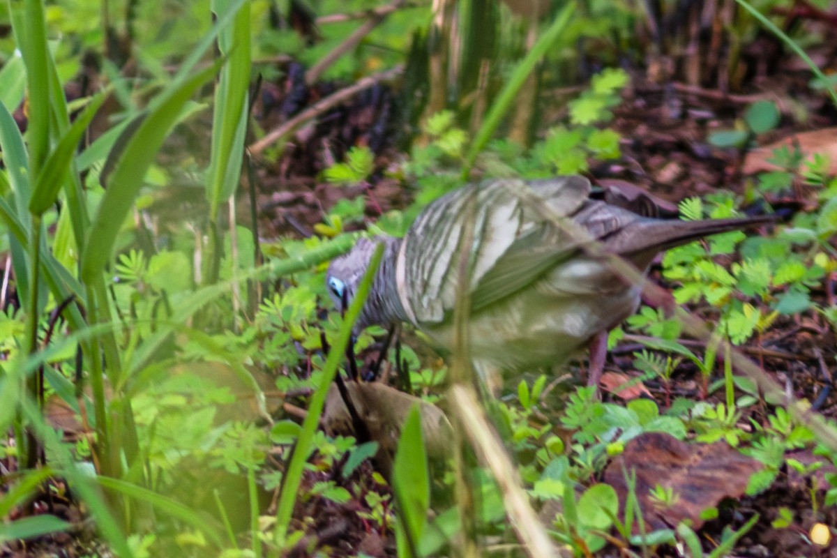 Peaceful Dove - ML638352084