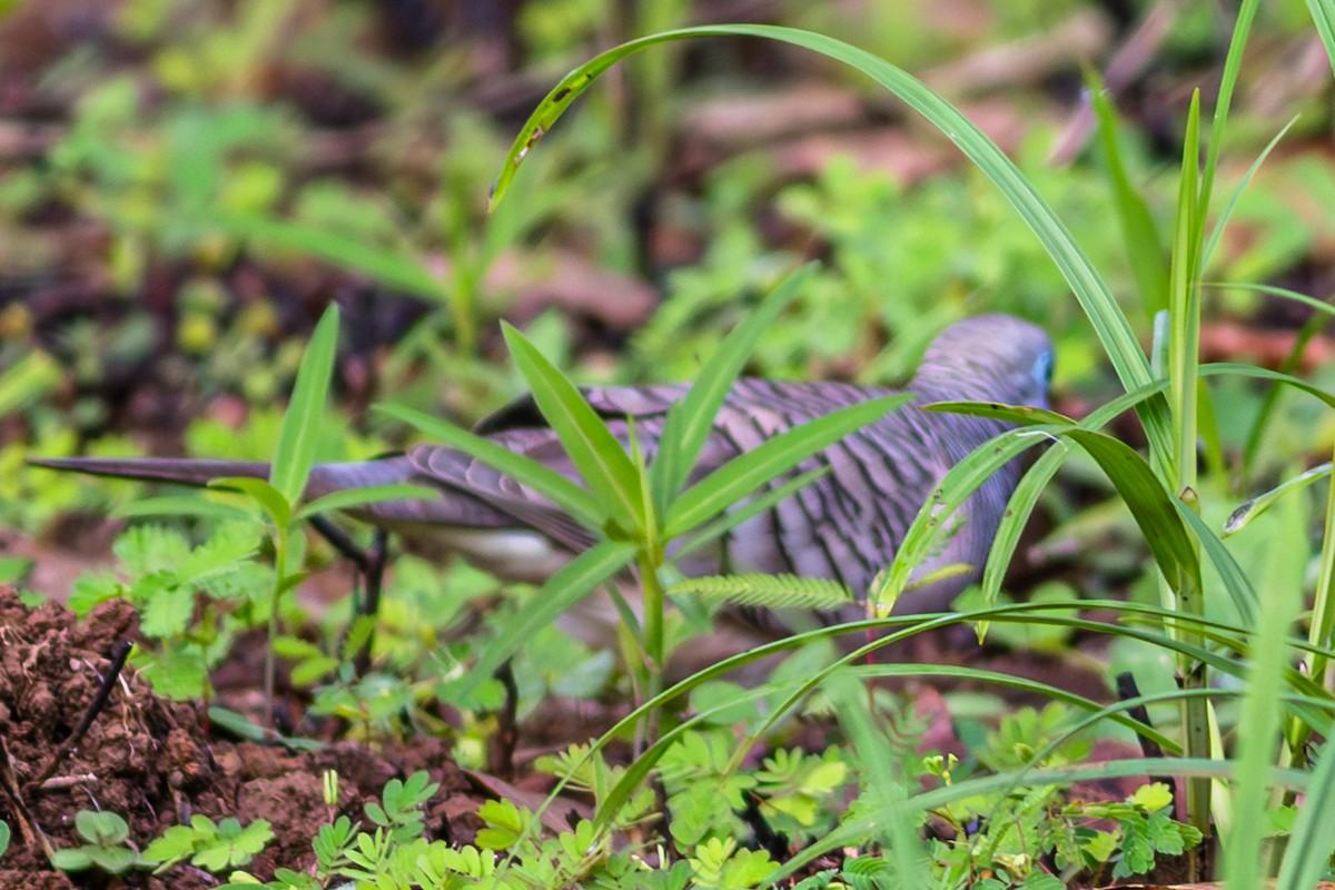 Peaceful Dove - ML638352085