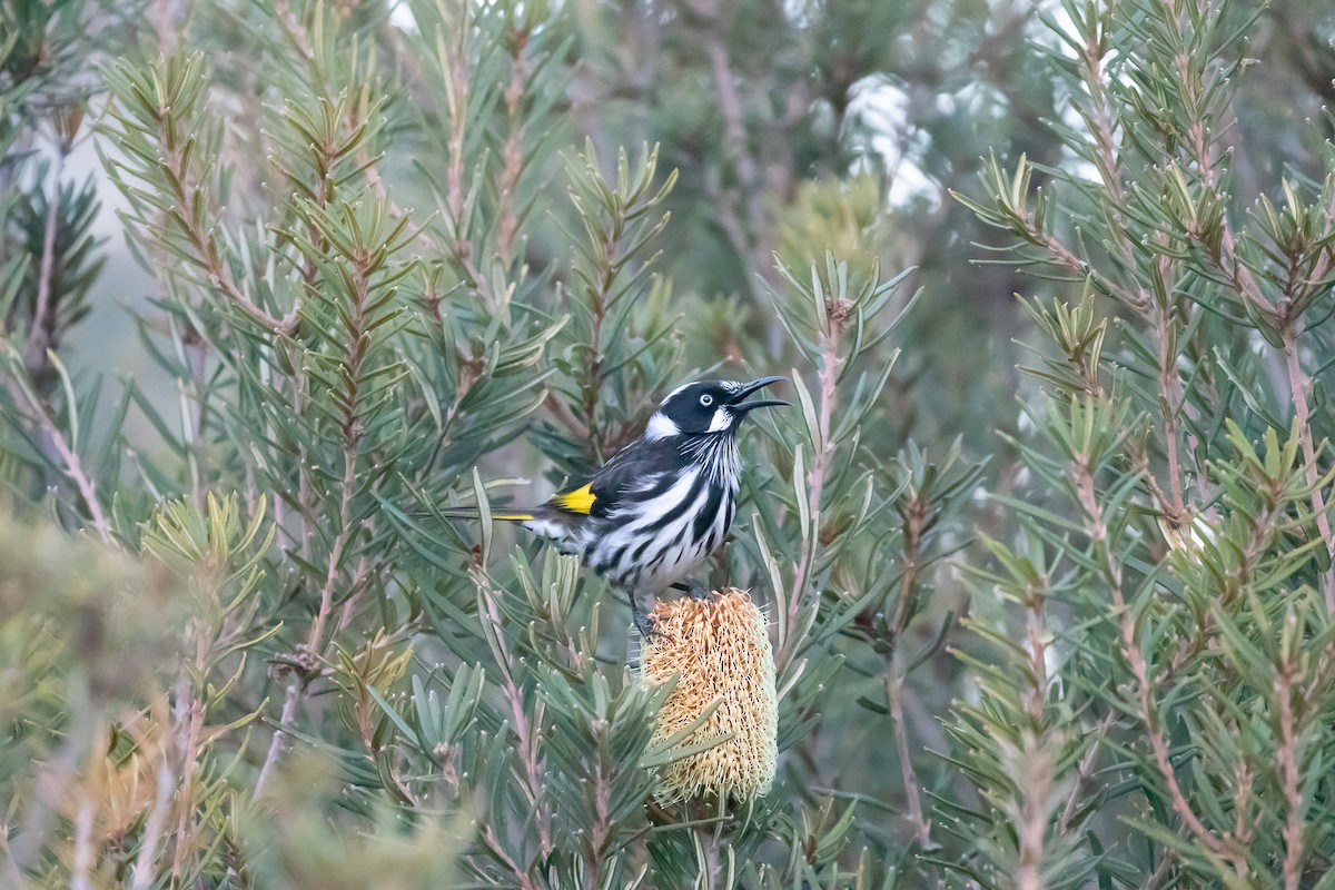 New Holland Honeyeater - ML638352088