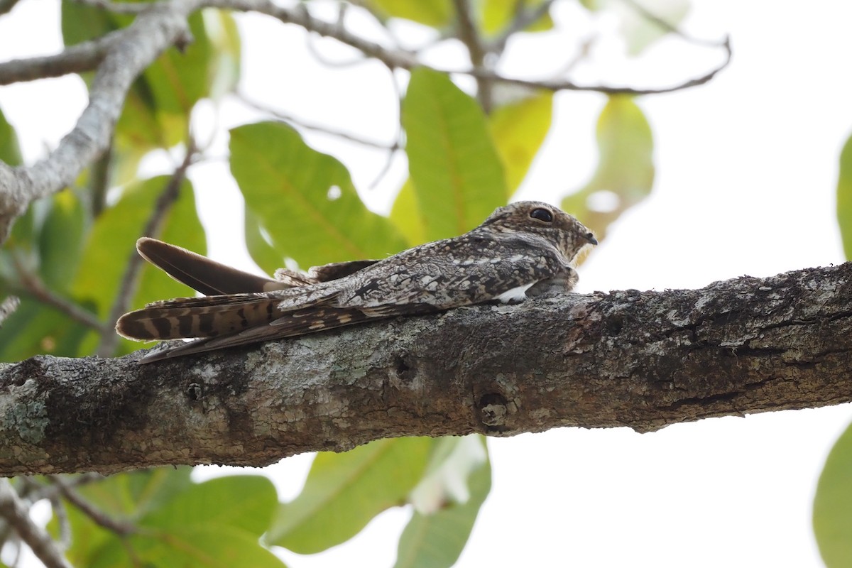 Lesser Nighthawk - ML638352096