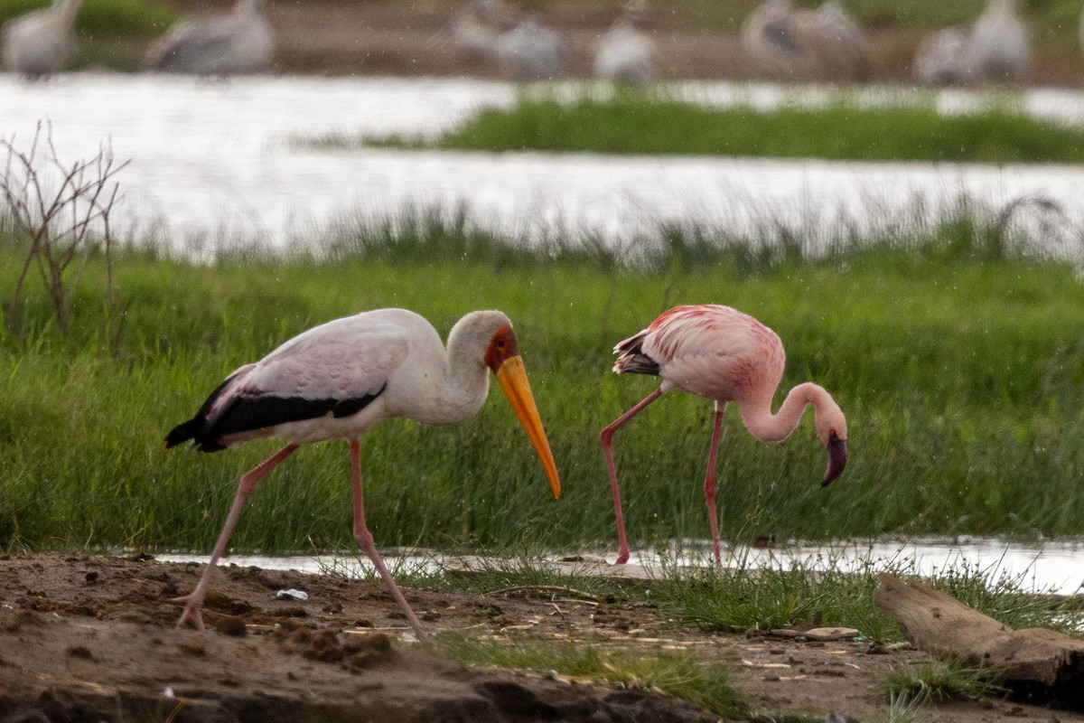 Yellow-billed Stork - ML638352110