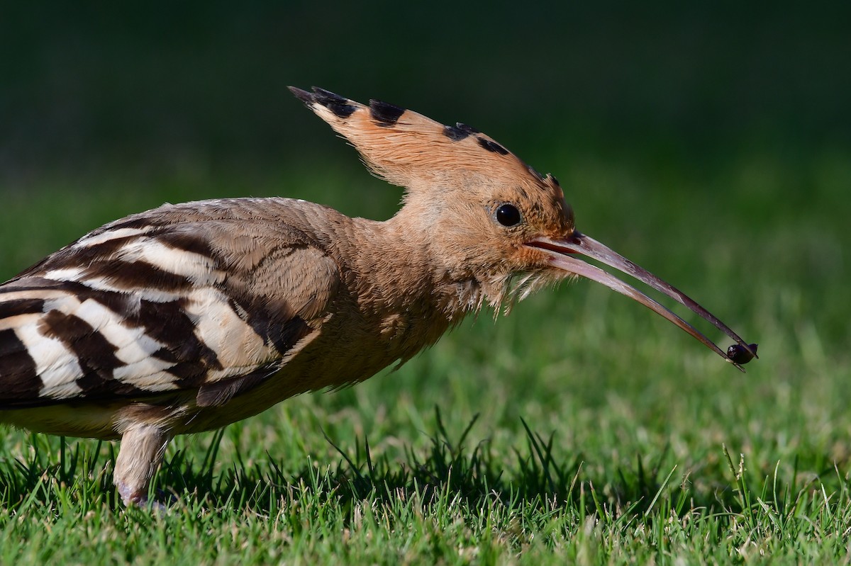 Eurasian Hoopoe - ML638352177