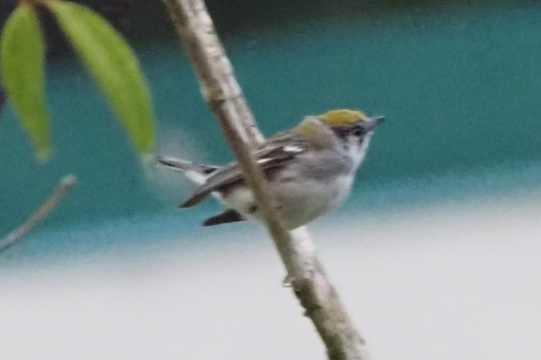 brunsideparula - ML638352178