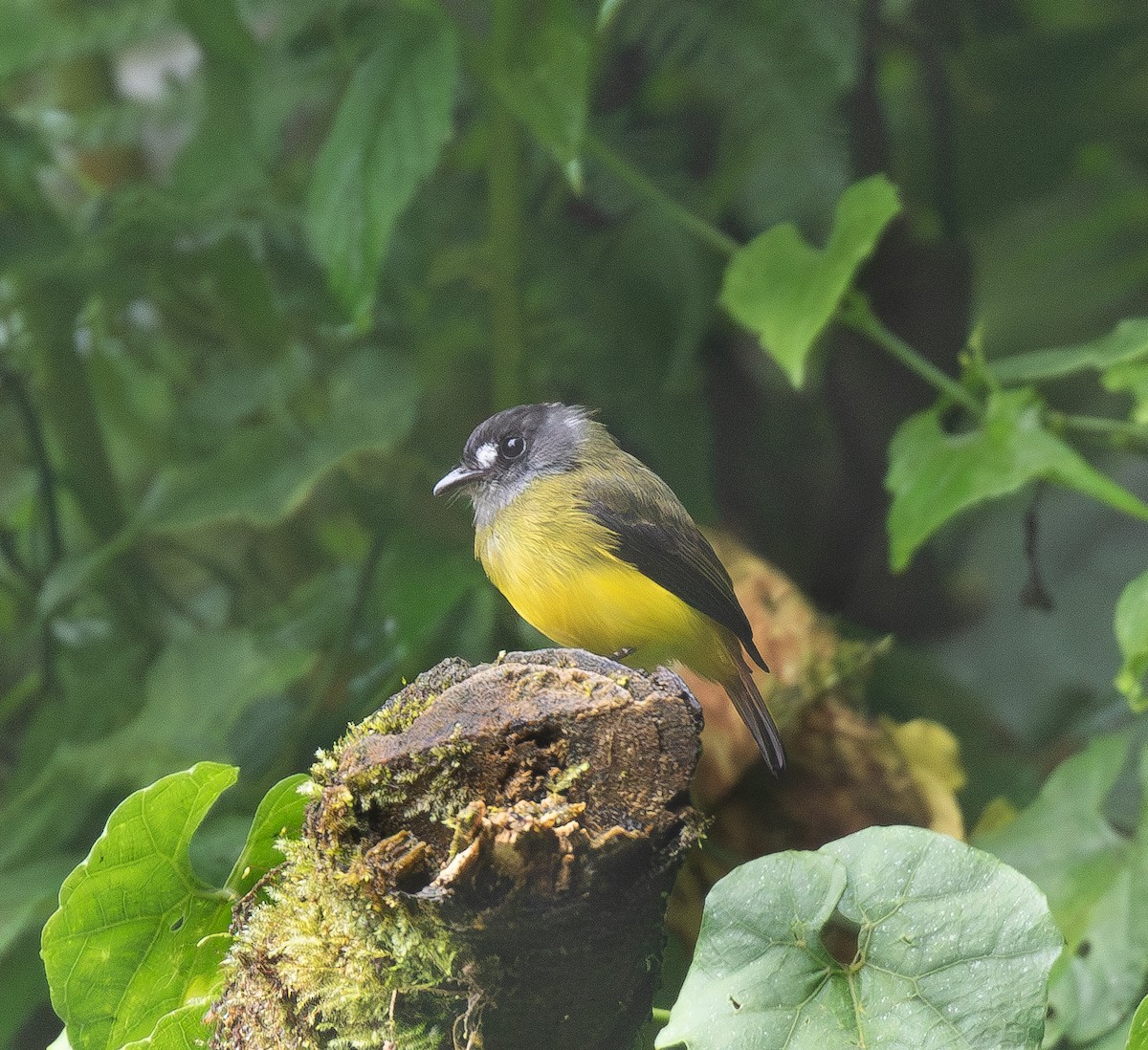 Ornate Flycatcher - ML638352197