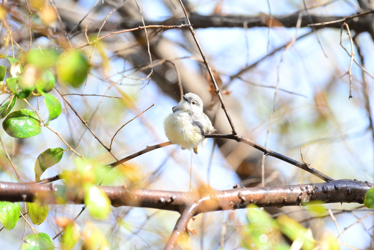 Small Minivet - ML638352198