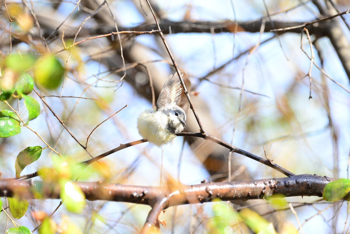Small Minivet - ML638352199