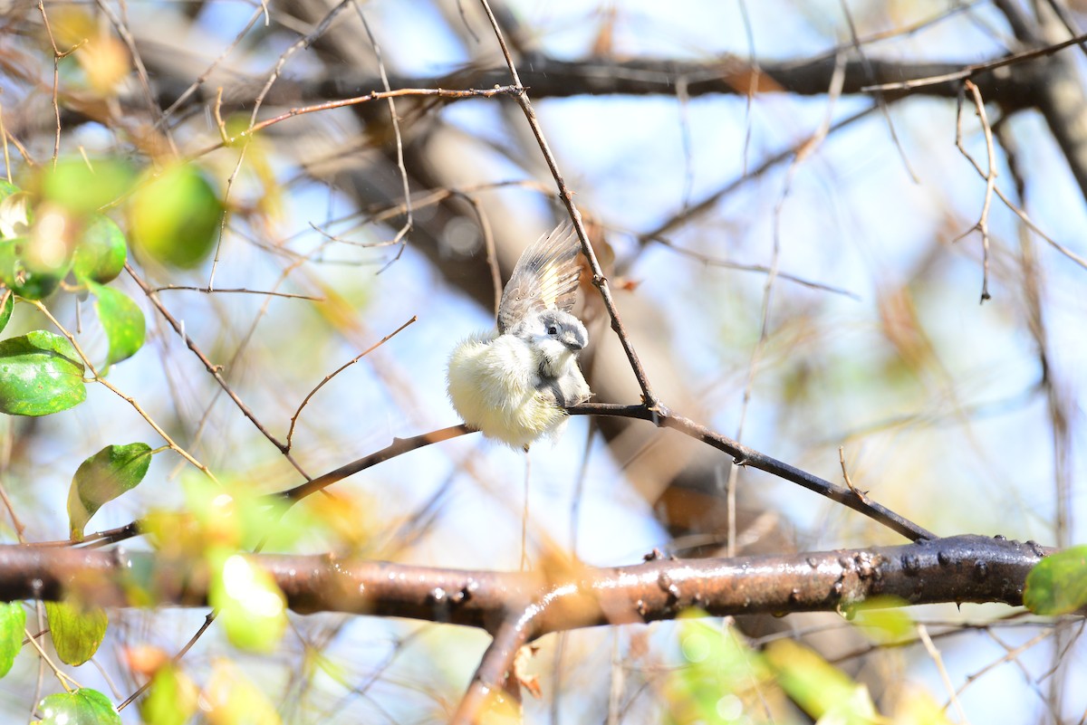 Small Minivet - ML638352200