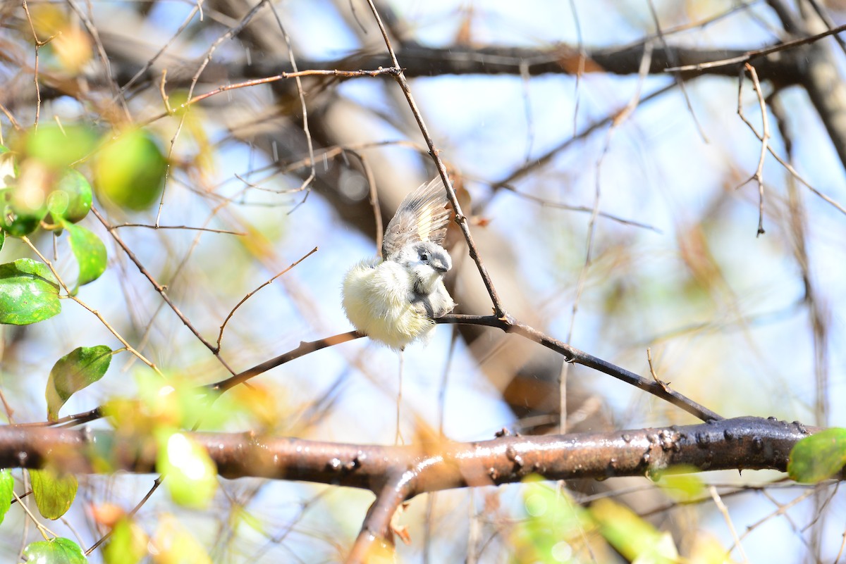 Small Minivet - ML638352202