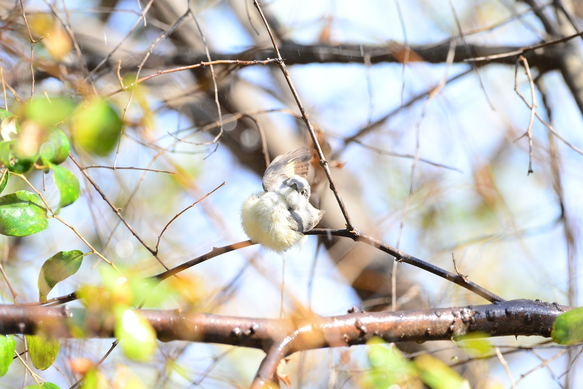 Small Minivet - ML638352203