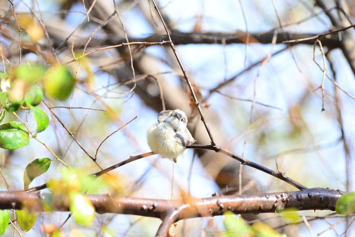 Small Minivet - ML638352204