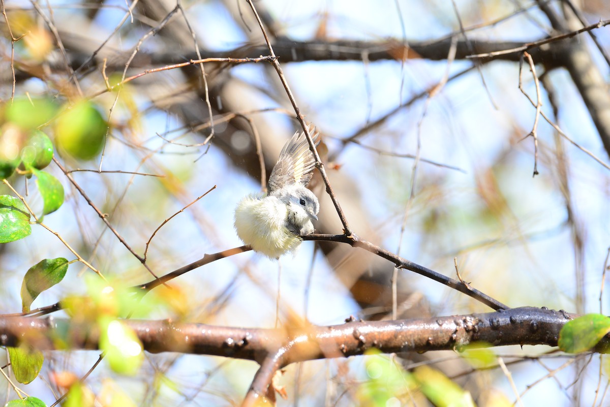 Small Minivet - ML638352205