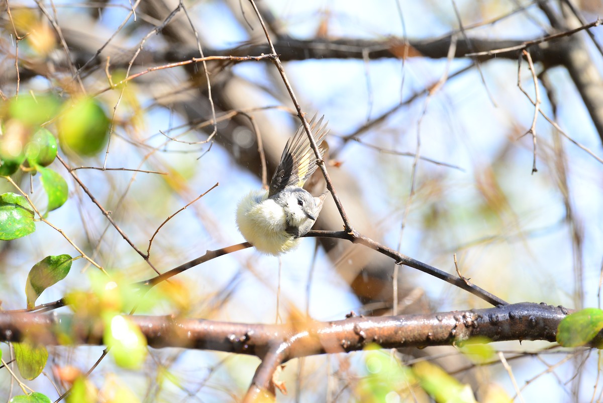 Small Minivet - ML638352206