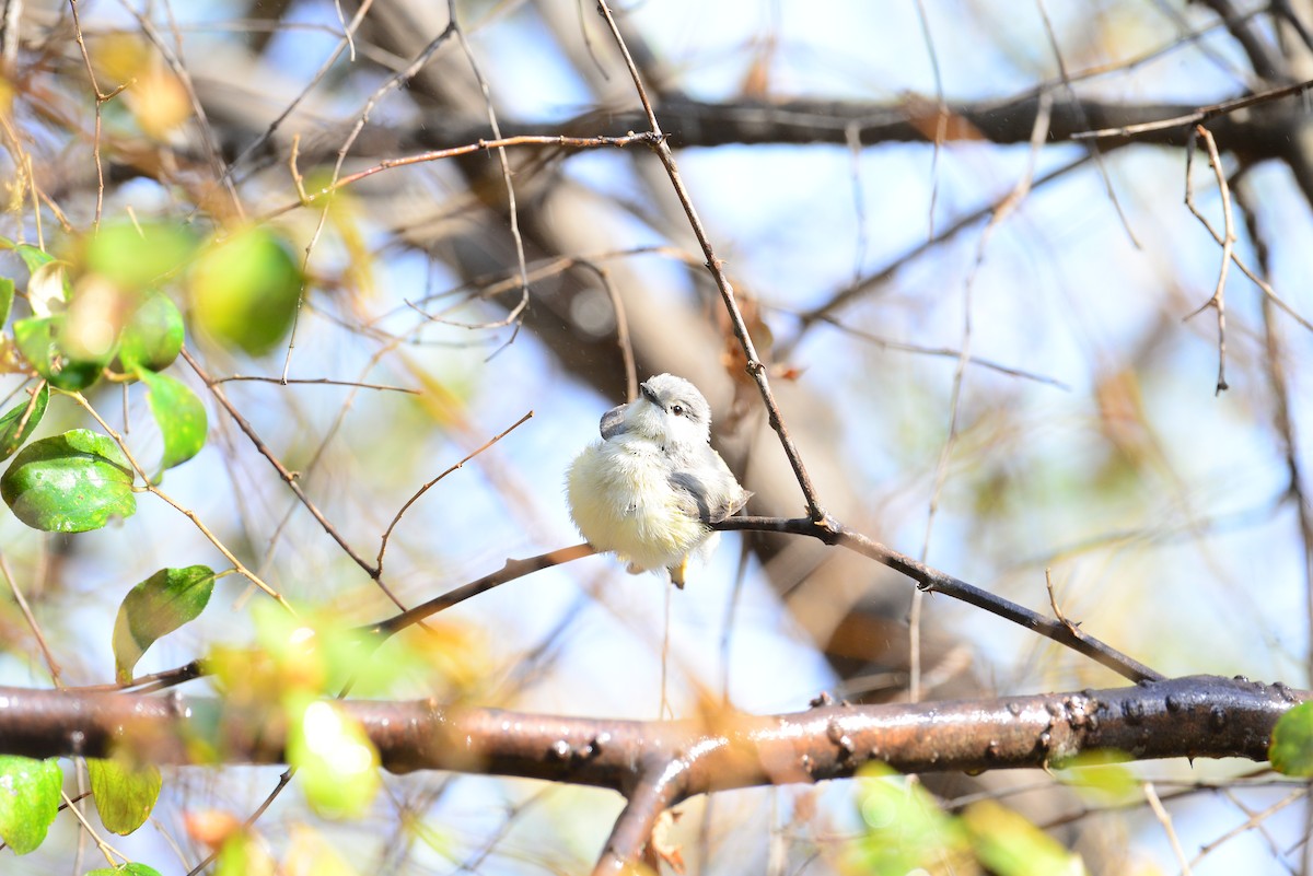 Small Minivet - ML638352207