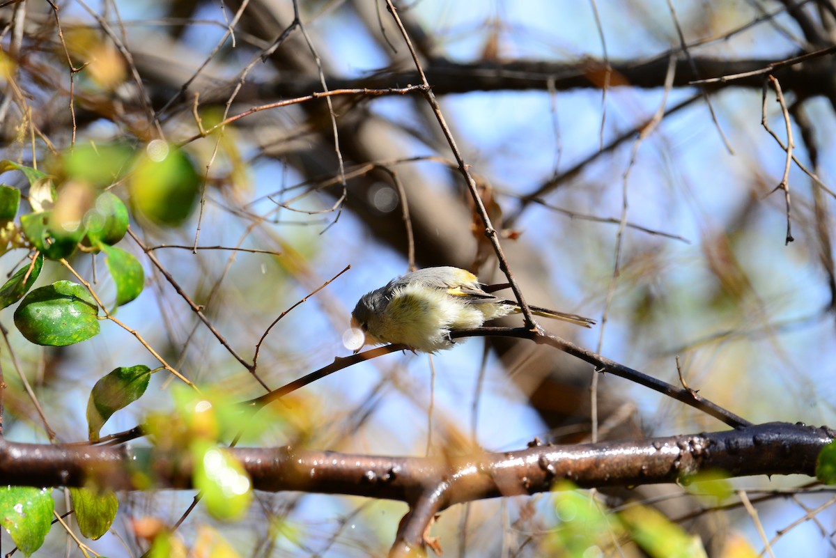 Small Minivet - ML638352208