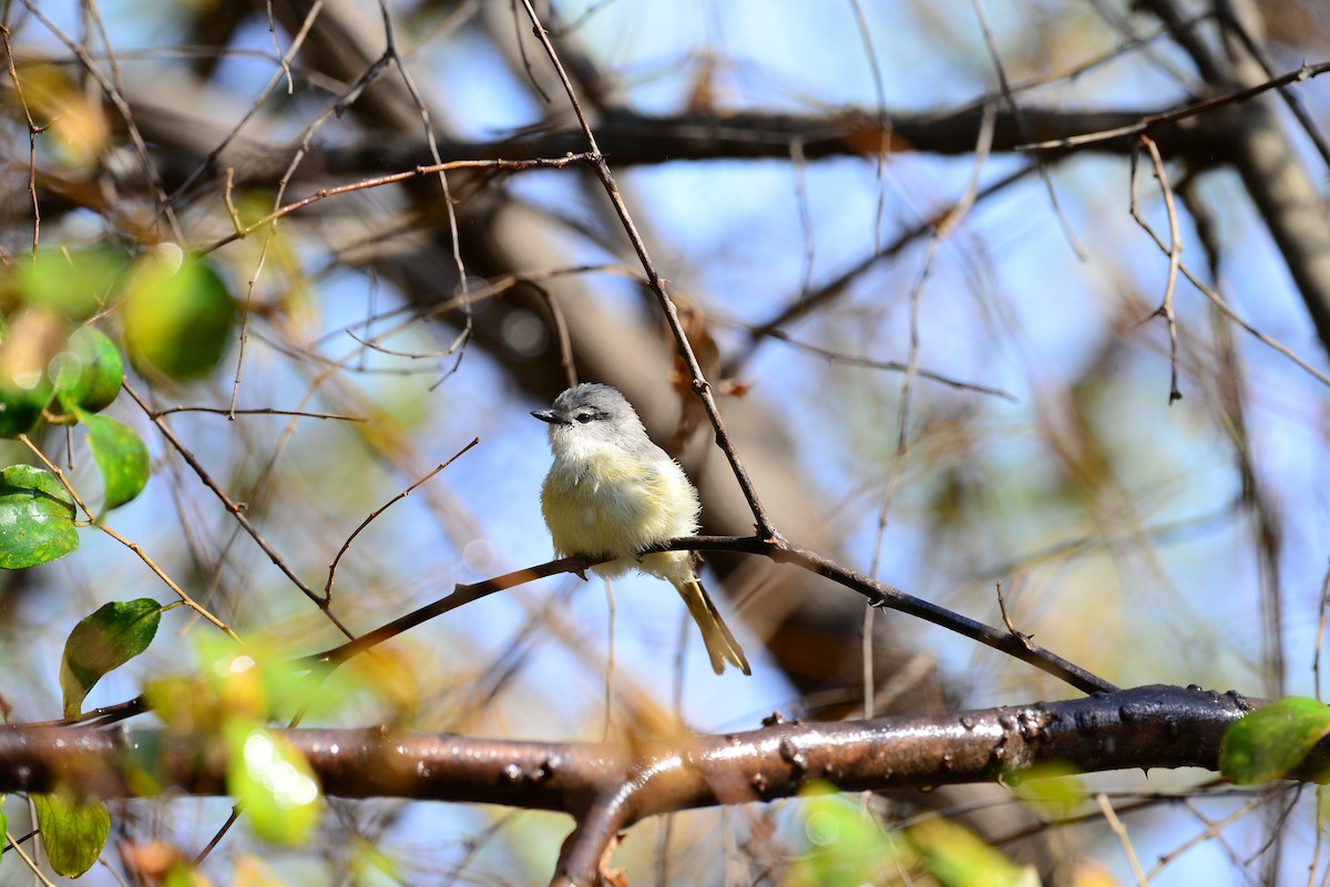 Small Minivet - ML638352209