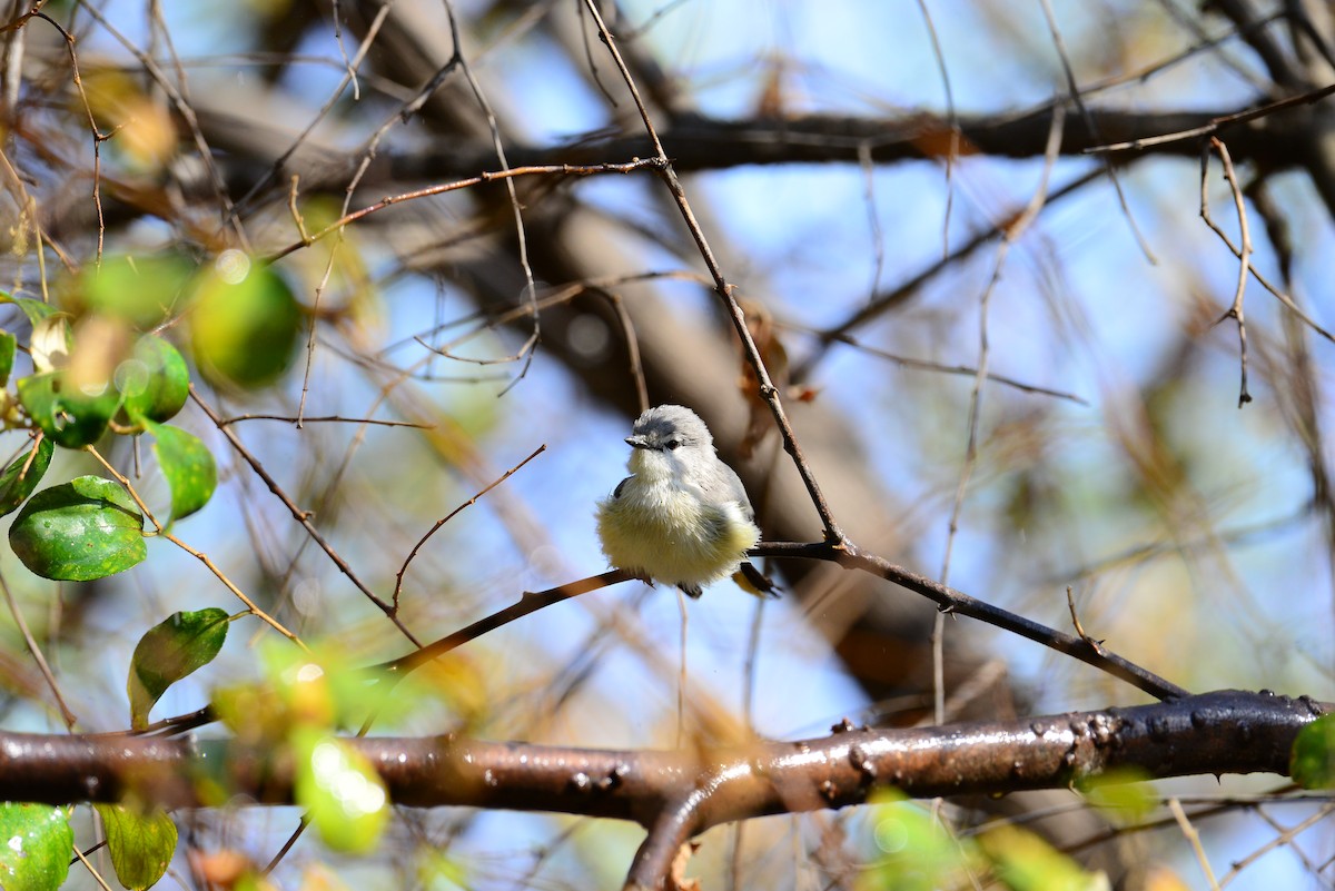 Small Minivet - ML638352210