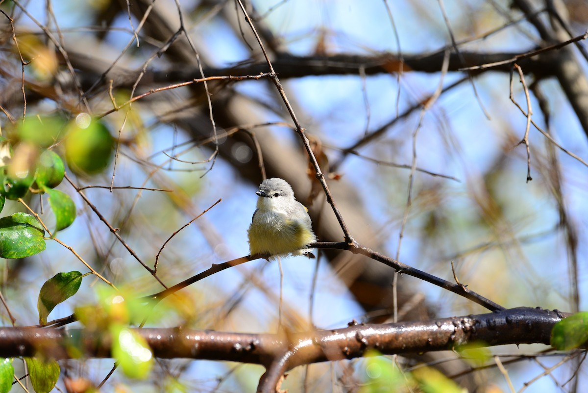 Small Minivet - ML638352211